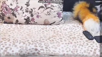 Lovely-Fox sexy slut