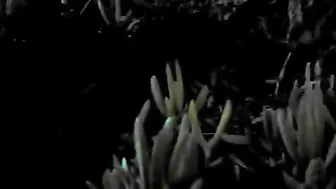 Ashe Maree shrew babe fingering with vibrator