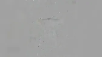 AlissonR luxury passion wags big booty