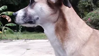 ella_xo  busty bitch caresses shaved cunt