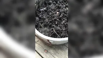 tanksfeet manyvids cam show 18.09.2019