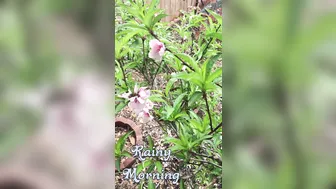 Ashe Maree manyvids shrew pussy demonstrates big tits