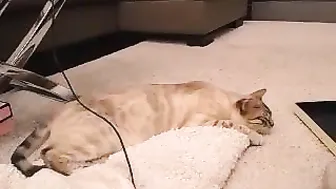 smart_cat beautiful lady gently masturbates pussy