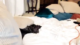 dakota_lynn undressing in  private e