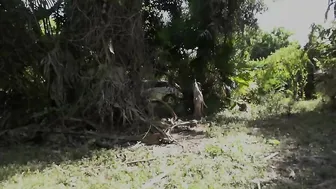 clips4sale Family Manipulation - Camping Creampie for Sis 480p