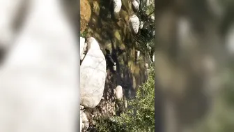 Adriana Chechik   Delicious brunette