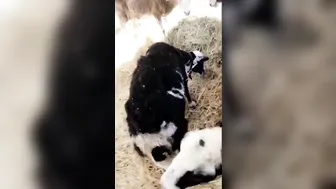 Adriana Chechik   elegant slut caresses shaved pussy