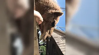 Adriana Chechik   elegant slut caresses shaved pussy