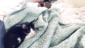 Sophie Dee  Crazy blonde