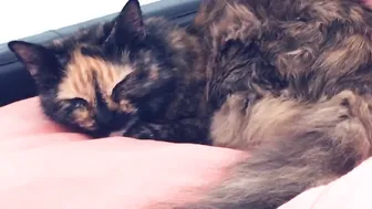 Sophie Dee  Crazy blonde