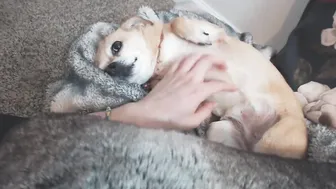 arabella_fae Ardent baby