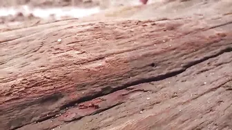 busterandkitten manyvids online show January 2020