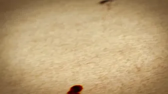 ariel x onlyfans as promised