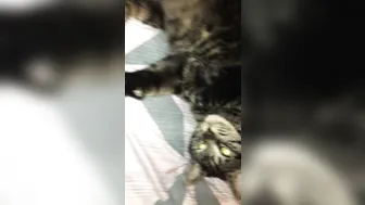 stormi maya onlyfans landed in cali . here␙s my air b n b roomate lol