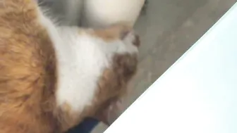 kellyheart Cute chicks