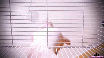 Goddess Isabel manyvids online show January 2020