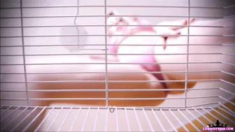 Goddess Isabel manyvids online show January 2020