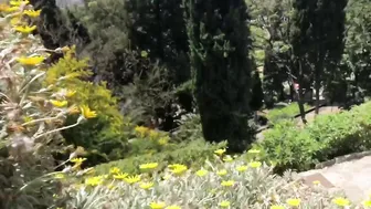 ivy roses 03 january 2020