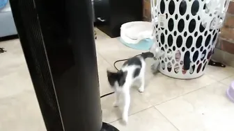 laura cornett 27 March 2020