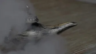 reyareign Busty krala