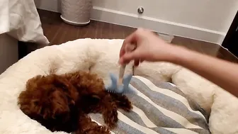 yeu_asian babe undressed and started jerking off