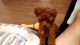 yeu_asian dark haired passion shows underwear