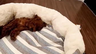 yeu_asian Negro blonde