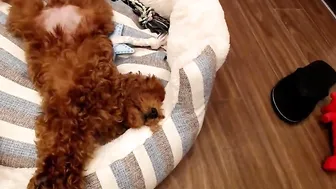 yeu_asian crazy girl jerks off the anus in old age