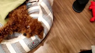 yeu_asian crazy girl jerks off the anus in old age