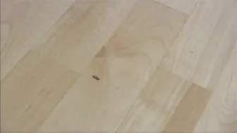 Sandra Latina Authentic Sterlet