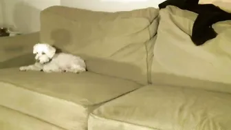 bobbiebone sultry slut fucks her pussy