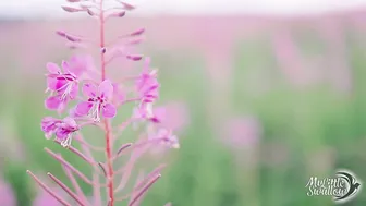 My Little Swallow  test curly shy in fries