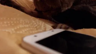 mistressnorma Bitch on