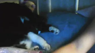 YaGirlDubs sam is hard to hammer yourself in the ass