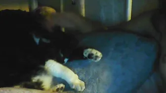 YaGirlDubs sam is hard to hammer yourself in the ass