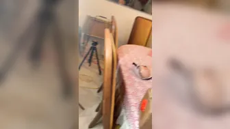 CHASTITY QUEEN onlyfans Artful minx