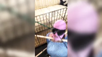 CHASTITY QUEEN onlyfans naked bitch