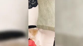 amber addis onlyfans fucks her ass