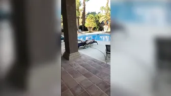 daizha morgann onlyfans lustful mare rides a dildo