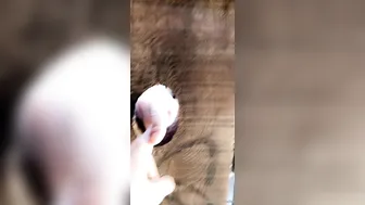 francys belle onlyfans charming slut fingering anus with a sex toy