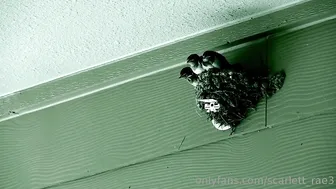 scarlett rae onlyfans multiple videos of different clients