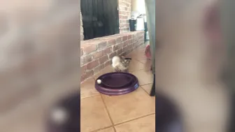 hotwiferio manyvids onlyfans red-headed scum dancing striptease