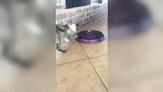 hotwiferio manyvids onlyfans red-headed scum dancing striptease