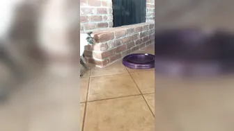 hotwiferio manyvids onlyfans red-headed scum dancing striptease