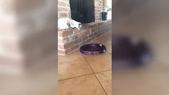 hotwiferio manyvids onlyfans red-headed scum dancing striptease