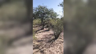 hotwiferio manyvids onlyfans gorgeous beast jumping on a dildo