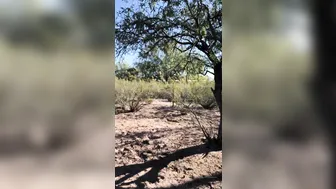 hotwiferio manyvids onlyfans gorgeous beast jumping on a dildo