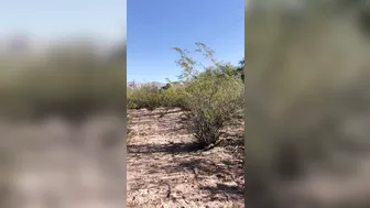 hotwiferio manyvids onlyfans gorgeous beast jumping on a dildo