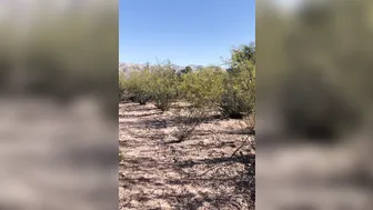 hotwiferio manyvids onlyfans gorgeous beast jumping on a dildo