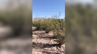 hotwiferio manyvids onlyfans gorgeous beast jumping on a dildo